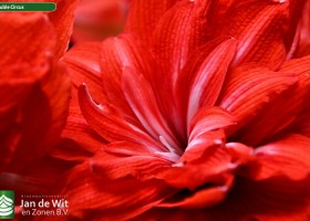 Hippeastrum Double Circus (2)