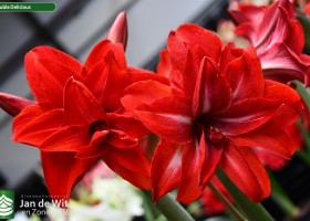 Hippeastrum Double Delicious (1)