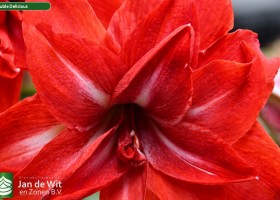 Hippeastrum Double Delicious (2)