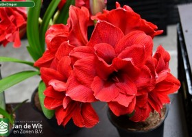 Hippeastrum Double Dragon (1)