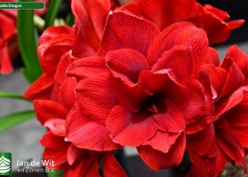 Hippeastrum Double Dragon (2)