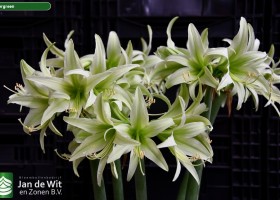 Hippeastrum Evergreen (1)