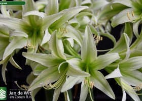 Hippeastrum Evergreen (2)