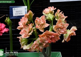 Hippeastrum Exnym (Exotic Nymph) (1)