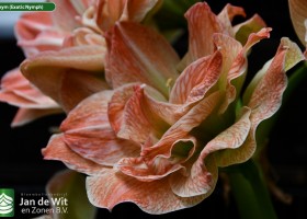 Hippeastrum Exnym (Exotic Nymph) (2)