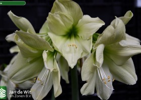 Hippeastrum Luna (1)