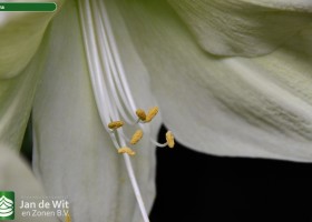 Hippeastrum Luna (2)