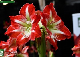 Hippeastrum Minerva (1)