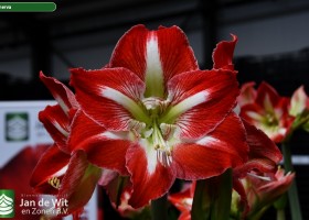 Hippeastrum Minerva (2)
