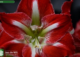 Hippeastrum Minerva (3)