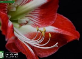 Hippeastrum Minerva (4)