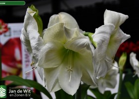 Hippeastrum Moscow (1)
