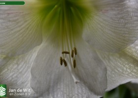 Hippeastrum Moscow (2)