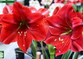 Hippeastrum Napoli