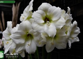Hippeastrum Paradiso (1)