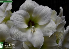 Hippeastrum Paradiso (2)