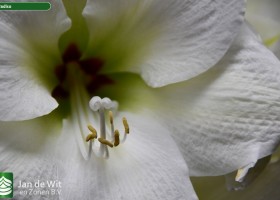 Hippeastrum Paradiso (3)