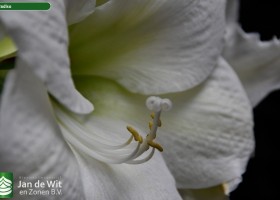 Hippeastrum Paradiso (4)