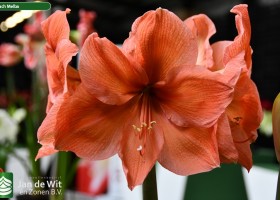 Hippeastrum Peach Melba (1)