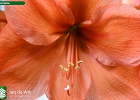 Hippeastrum Peach Melba (2)