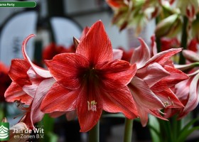 Hippeastrum Pyjama Party (1)