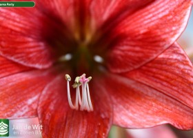 Hippeastrum Pyjama Party (2)