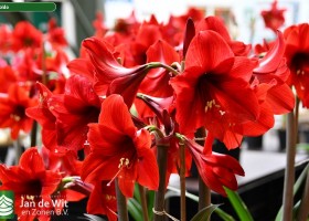 Hippeastrum Rapido (1)