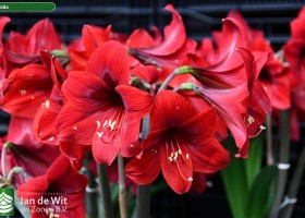 Hippeastrum Rapido (2)