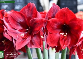 Hippeastrum Red Reality (1)