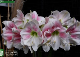 Hippeastrum Rosy Star (1)
