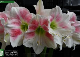 Hippeastrum Rosy Star (2)