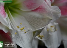Hippeastrum Rosy Star (3)