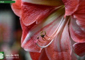 Hippeastrum Sao Paulo (2)