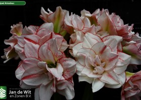 Hippeastrum Striped Amadeus (1)