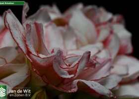 Hippeastrum Striped Amadeus (2)