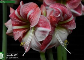Hippeastrum Strong King (1)