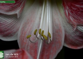 Hippeastrum Strong King (2)