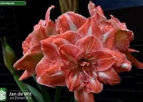 Hippeastrum Sunshine Nymph (NWK 4014) (1)