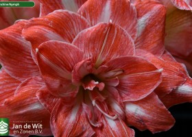 Hippeastrum Sunshine Nymph (NWK 4014) (2)