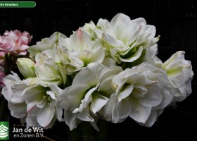 Hippeastrum White Amadeus (1)