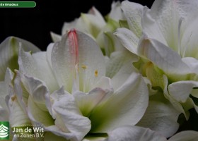 Hippeastrum White Amadeus (2)