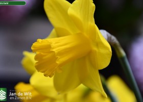 Narcissus Arctic Gold (1)
