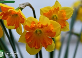 Narcissus Congress (1)