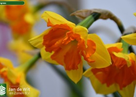 Narcissus Congress (2)