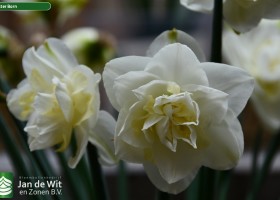 Narcissus Easter Born (1)