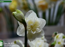 Narcissus Easter Born (2)