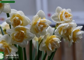 Narcissus Eline (1)