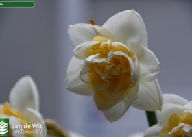 Narcissus Eline (2)