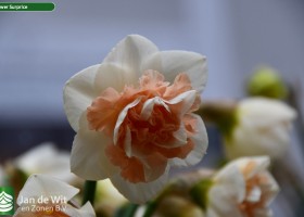 Narcissus Flower Surprice (1)