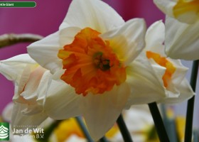 Narcissus Gentle Giant (1)